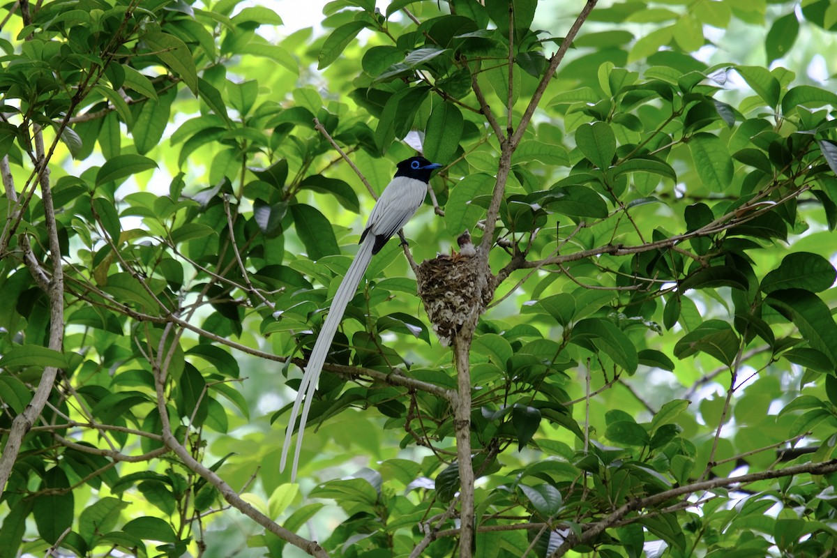 Amur Paradise-Flycatcher - ML638218004