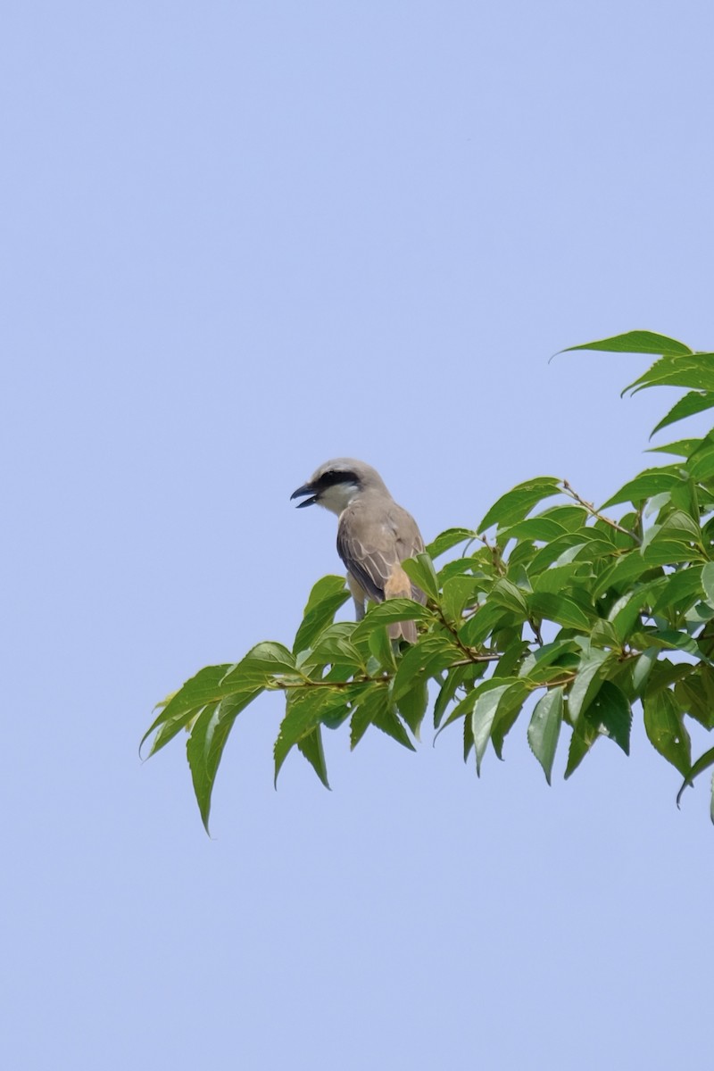 Brown Shrike - ML638218016
