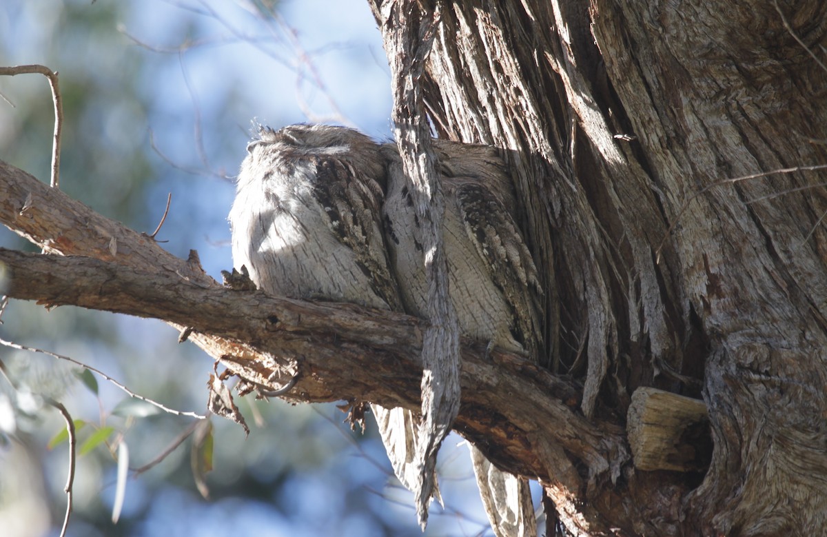Tawny Frogmouth - ML638218019
