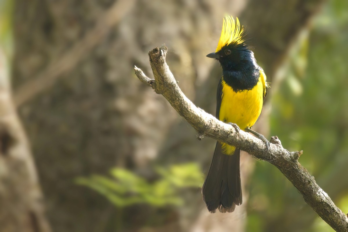 Sultan Tit - ML638218028