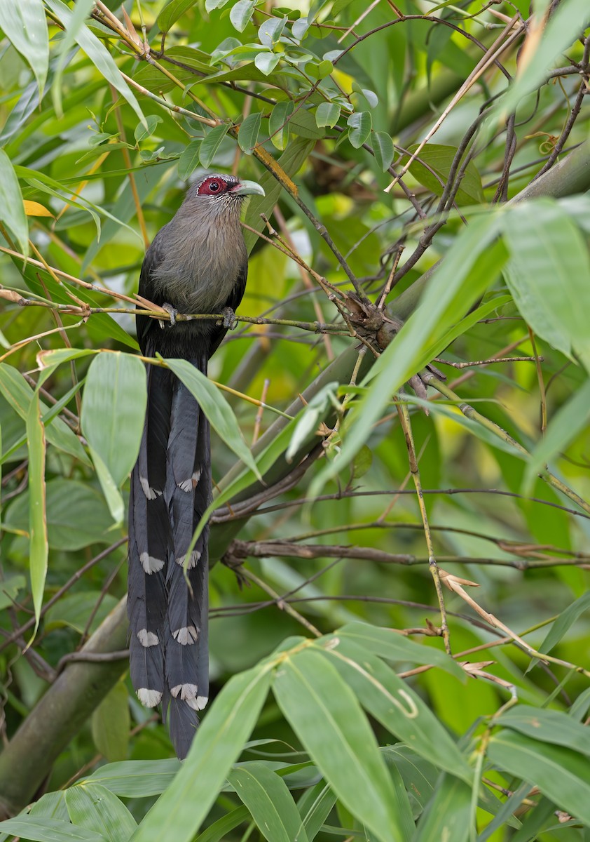 Green-billed Malkoha - ML638218037