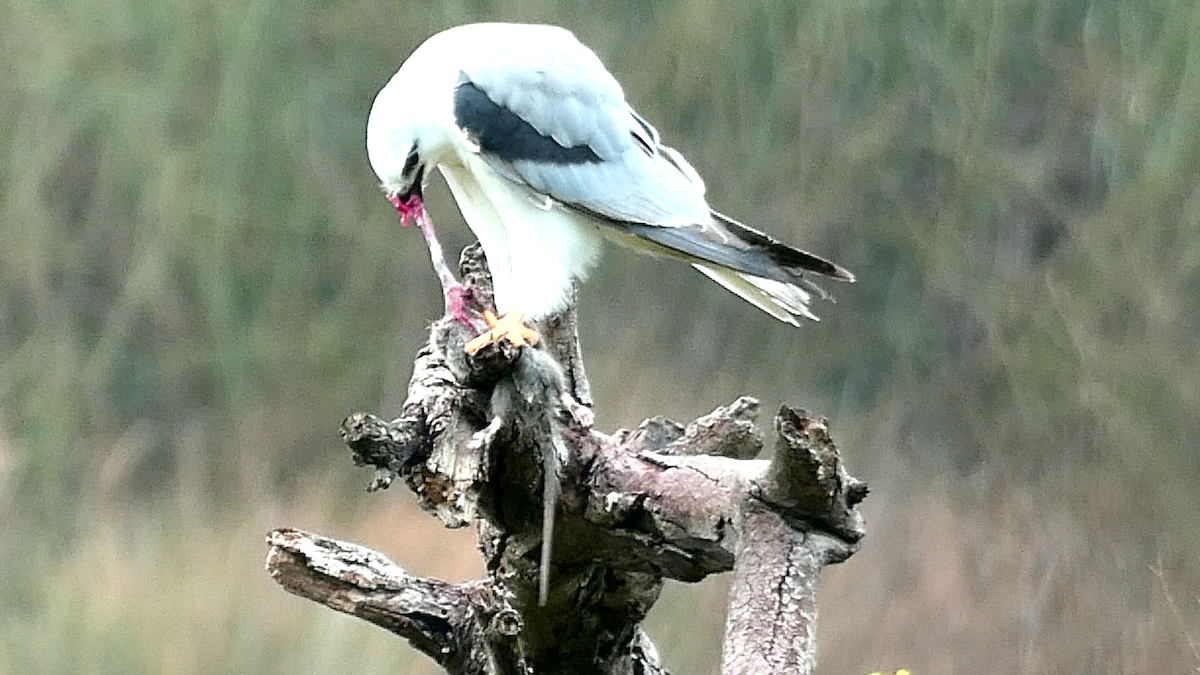 Black-shouldered Kite - ML638218049