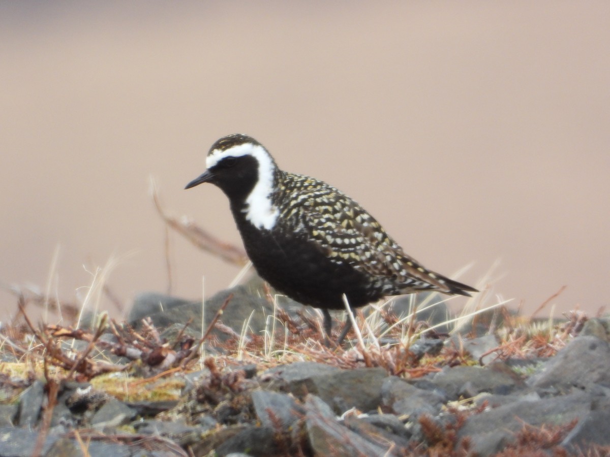 American Golden-Plover - ML638218053