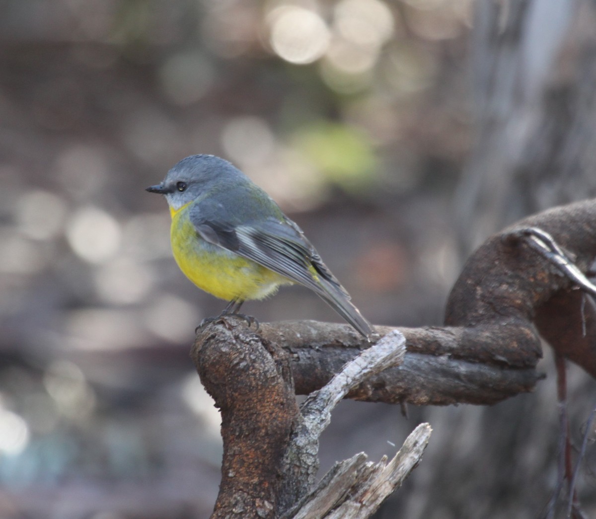 Eastern Yellow Robin - ML638218057