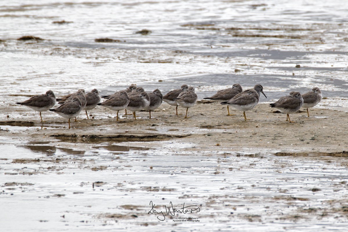 Gray-tailed Tattler - ML638218071