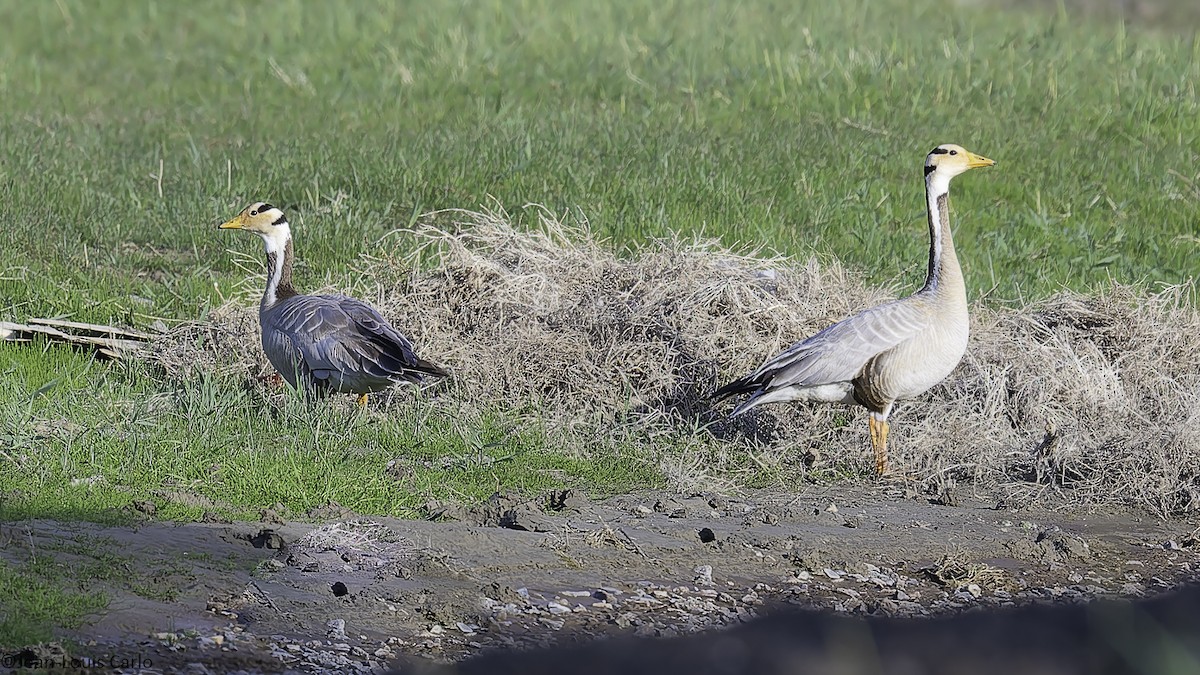 Bar-headed Goose - ML638218072