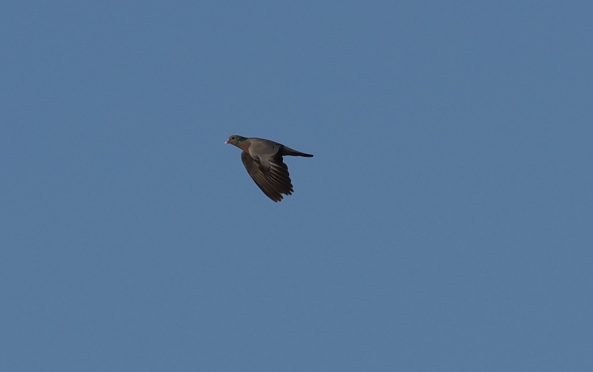 Stock Dove - ML638218079