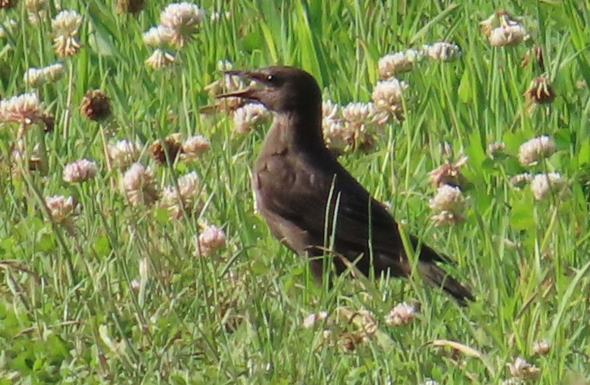 Spotless Starling - ML638218090