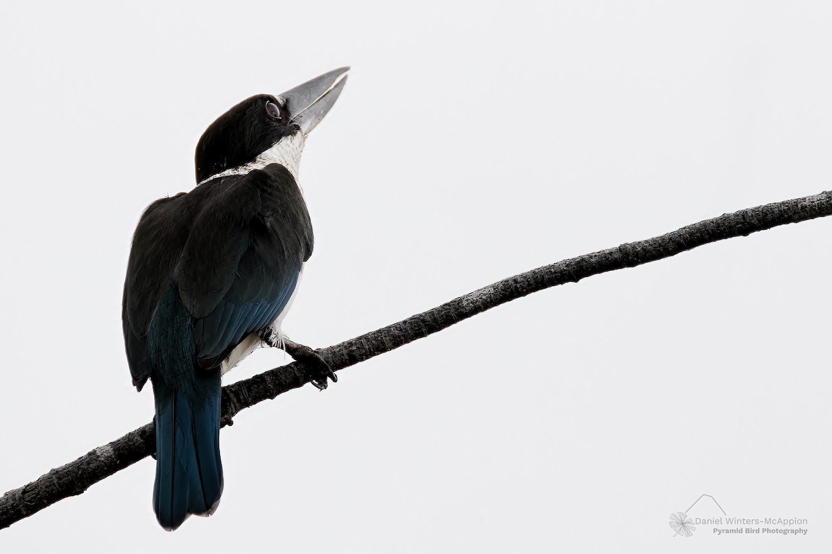 Torresian Kingfisher - ML638218091