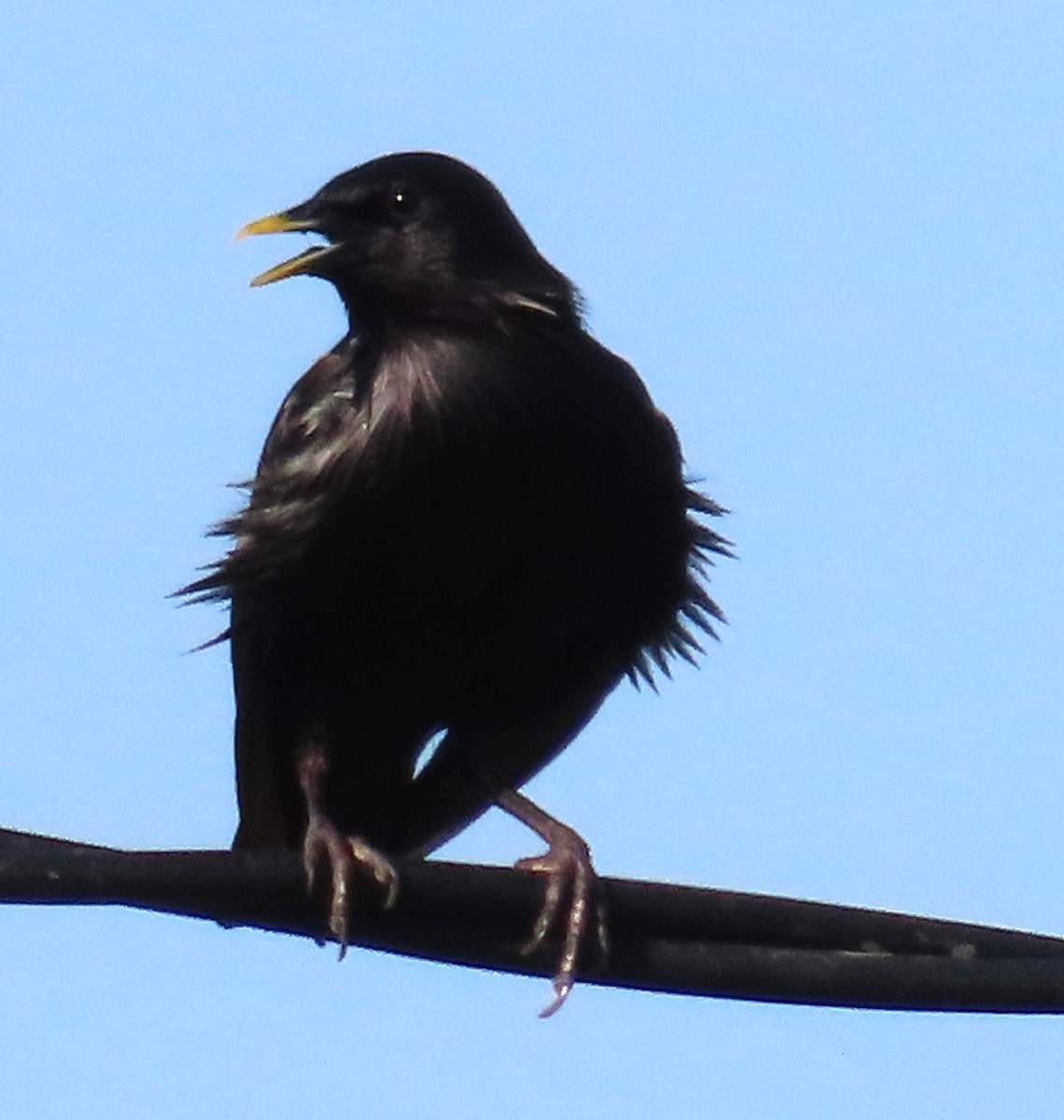 Spotless Starling - ML638218094