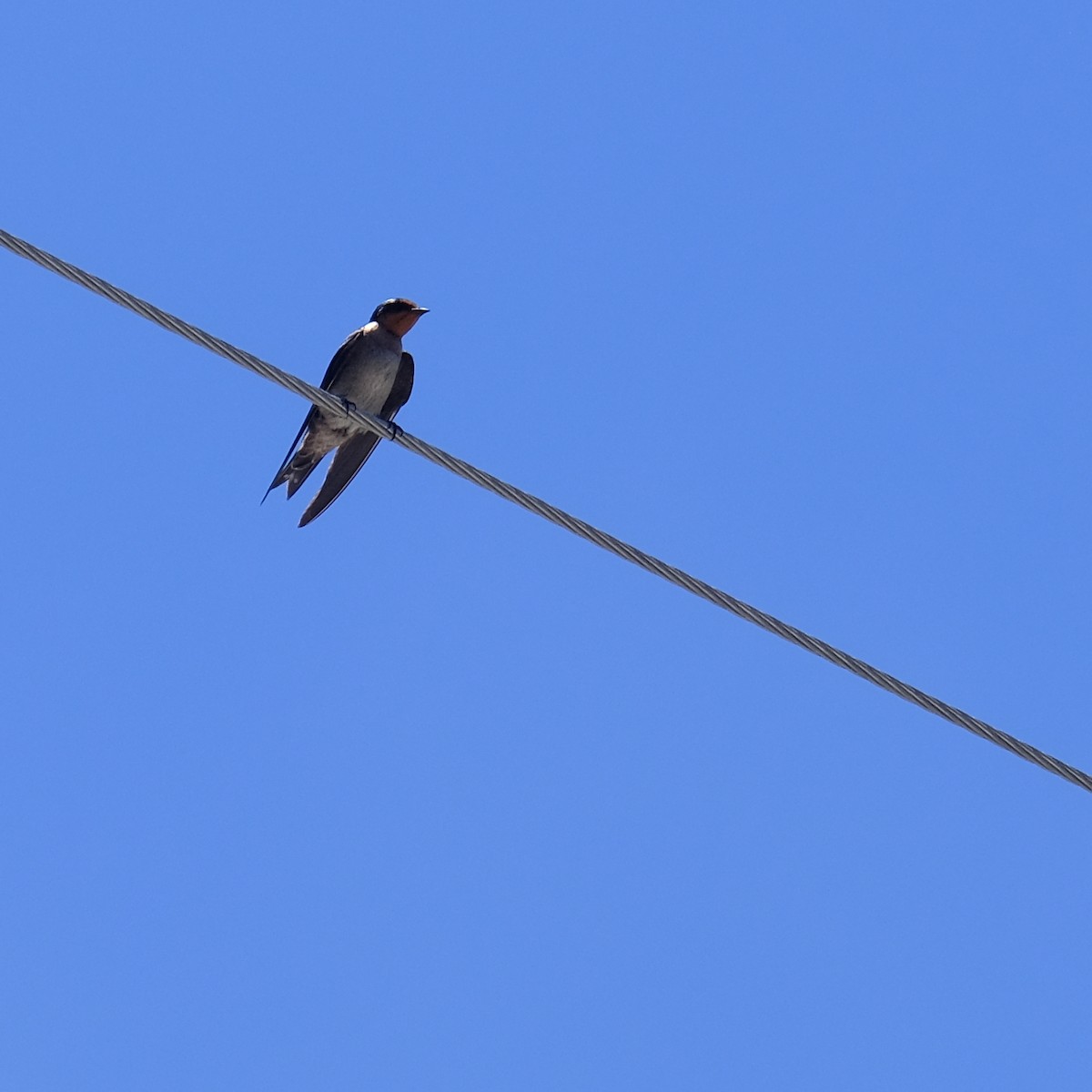 Pacific Swallow - ML638218095