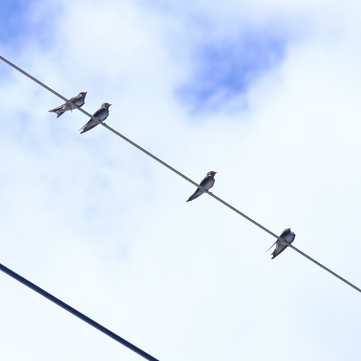 Pacific Swallow - ML638218096