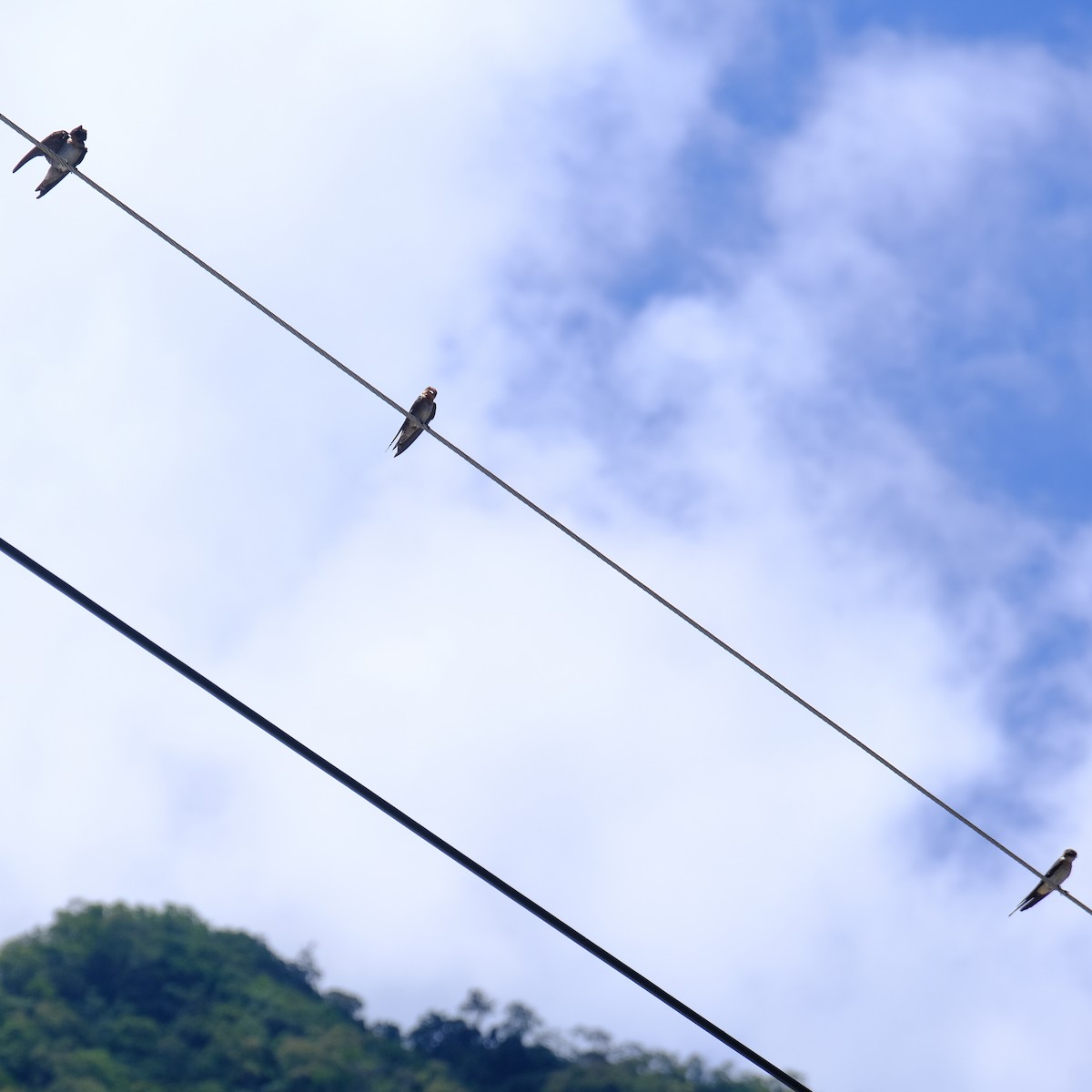 Pacific Swallow - ML638218097