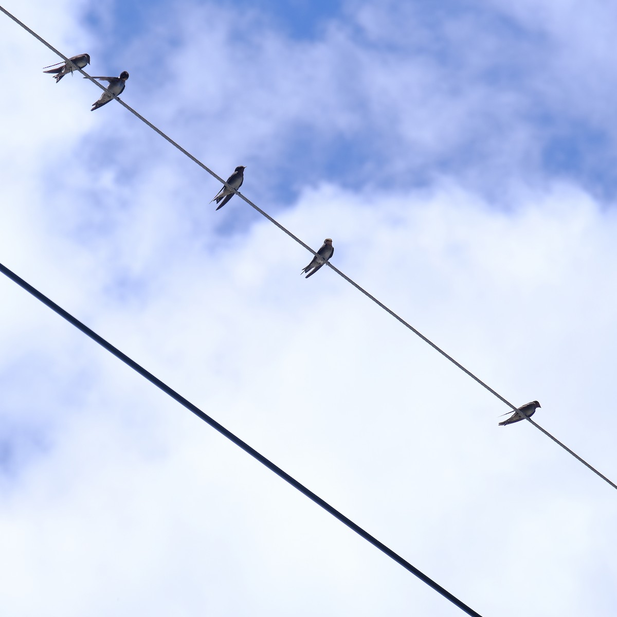 Pacific Swallow - ML638218098
