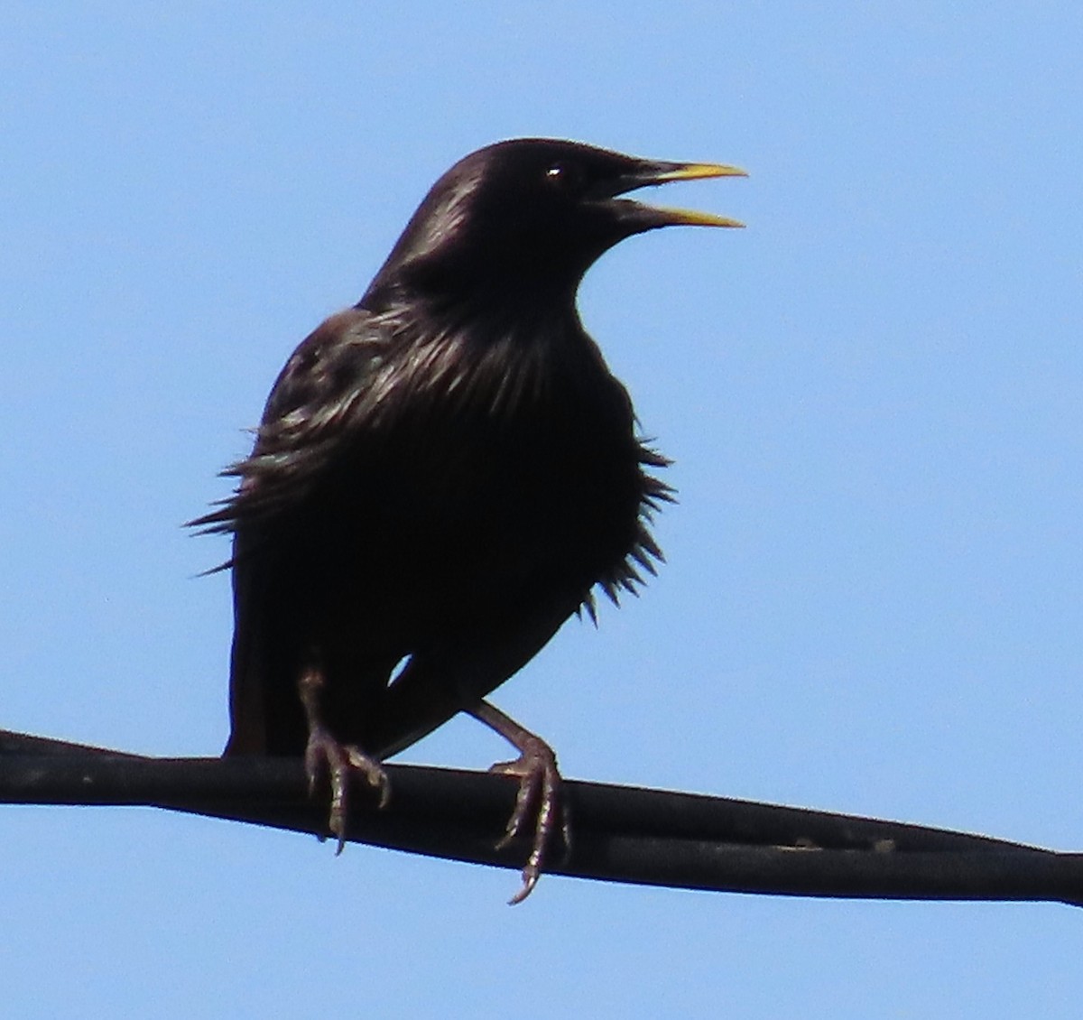 Spotless Starling - ML638218099
