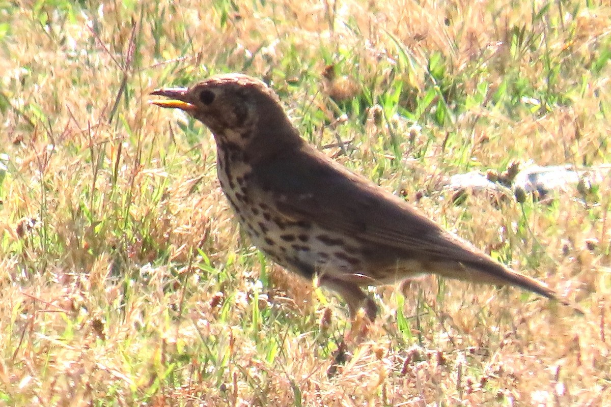 Song Thrush - ML638218105