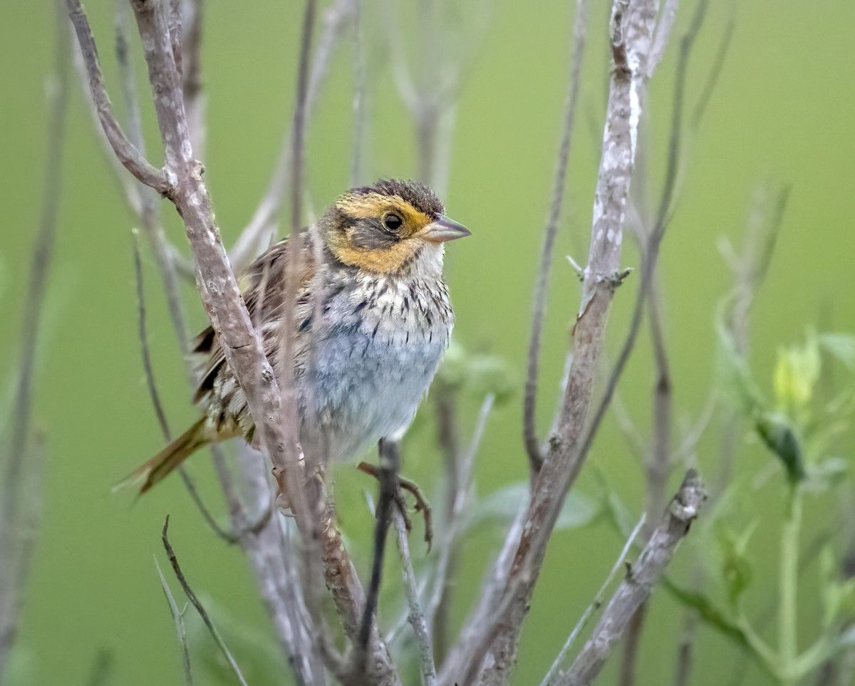 Saltmarsh Sparrow - ML638218107