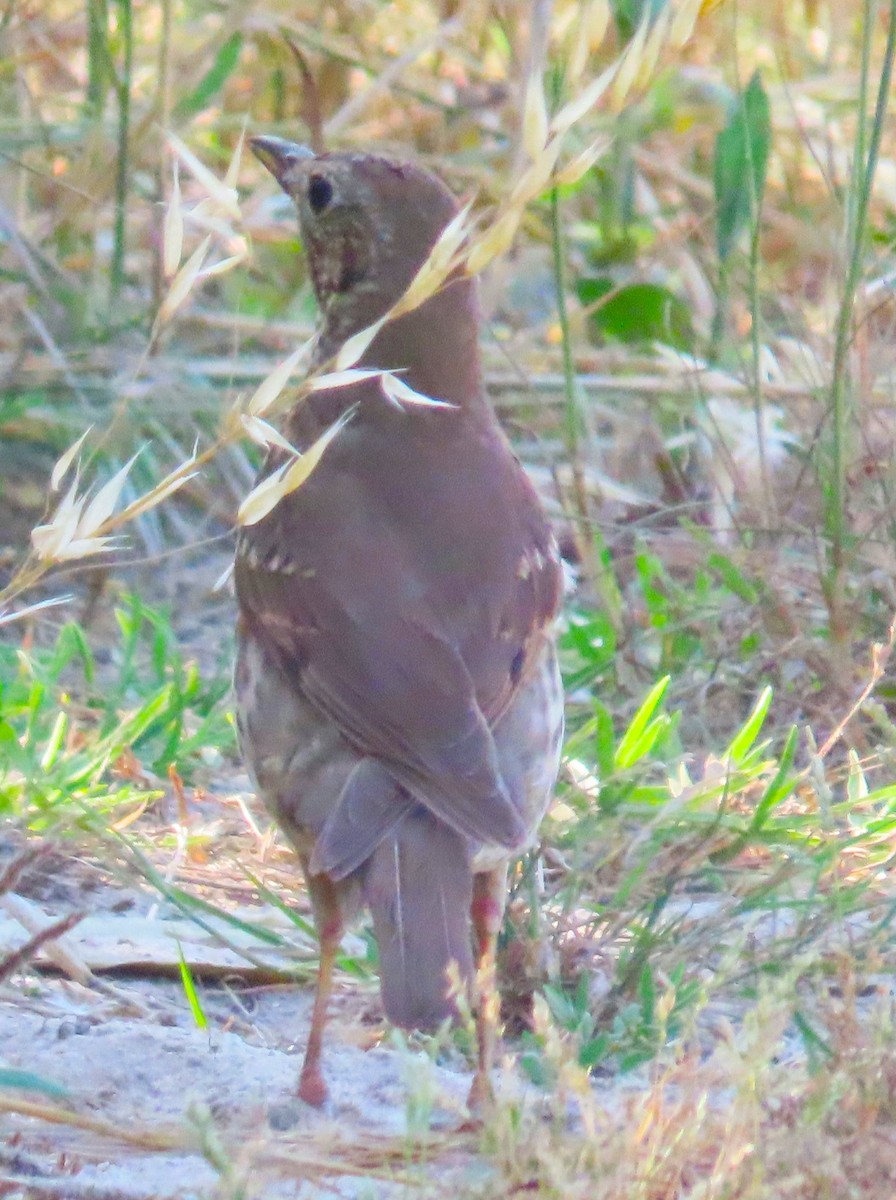 Song Thrush - ML638218108