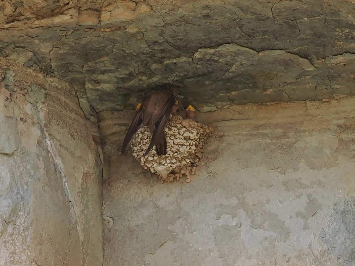 Eurasian Crag-Martin - ML638218110