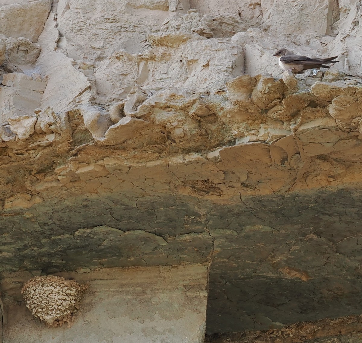 Eurasian Crag-Martin - ML638218111
