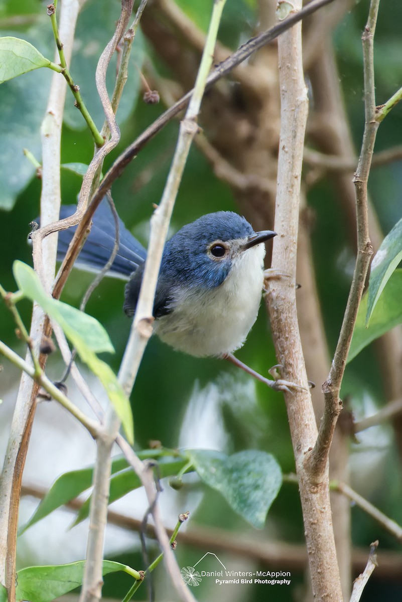 Lovely Fairywren - ML638218120