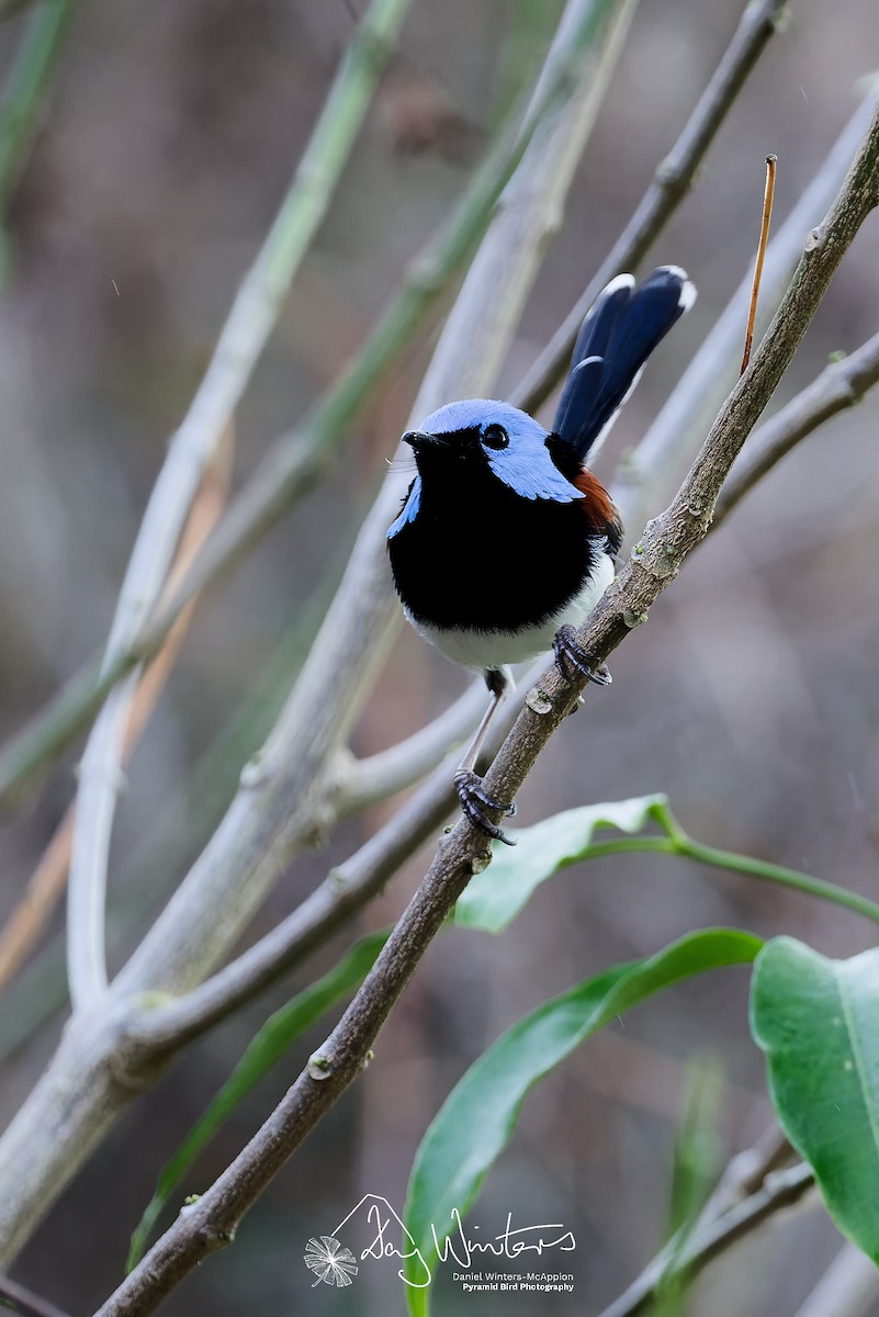 Lovely Fairywren - ML638218122