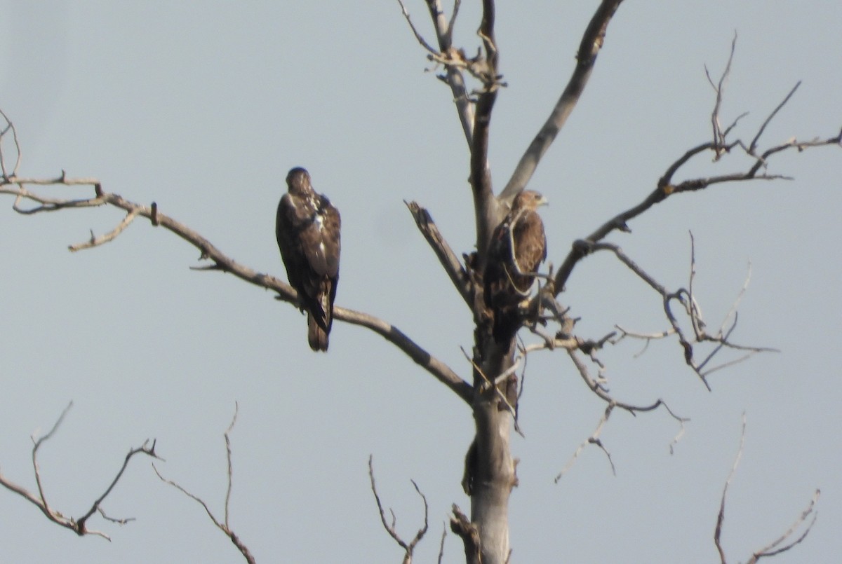 Bonelli's Eagle - ML638218127