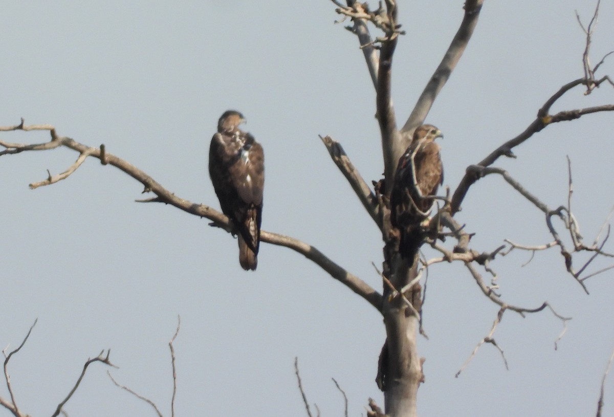 Bonelli's Eagle - ML638218128