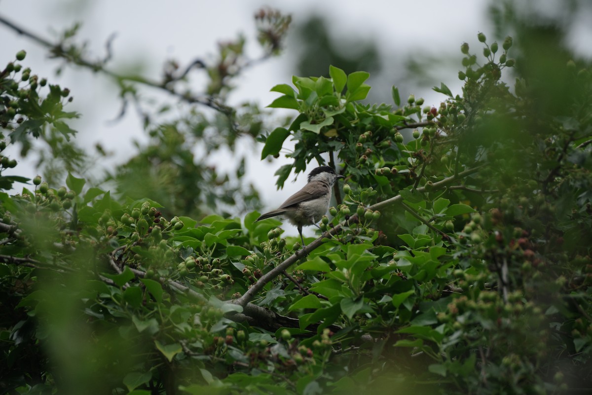 Marsh Tit - ML638218159