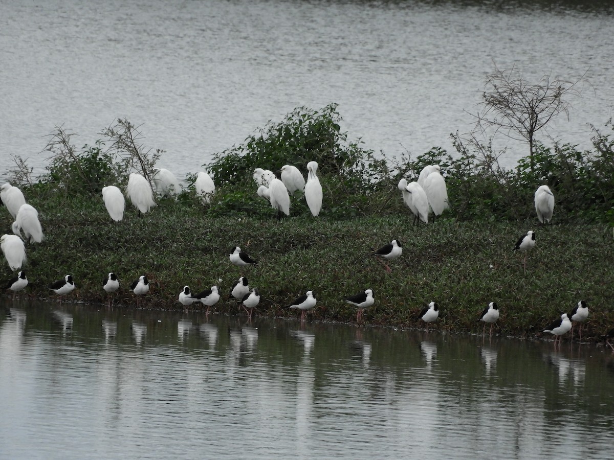 Little Egret - ML638218161