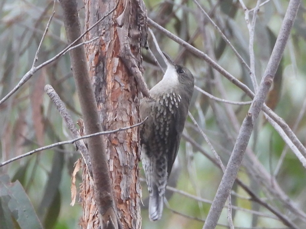 White-throated Treecreeper - ML638218173
