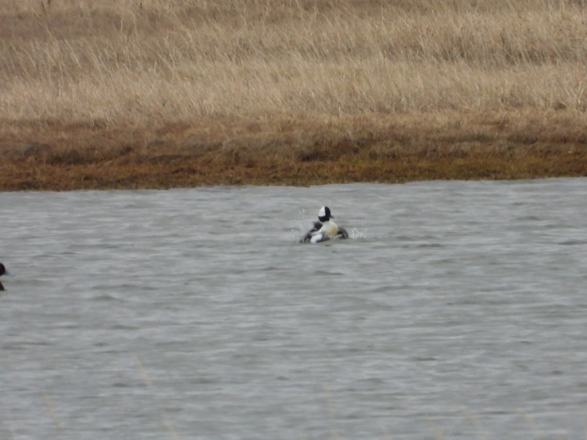 Bufflehead - ML638218179