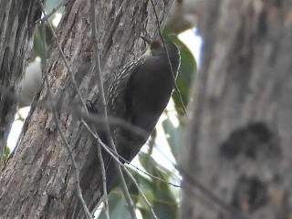 Red-browed Treecreeper - ML638218183