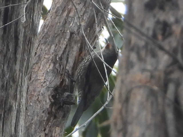 Red-browed Treecreeper - ML638218184