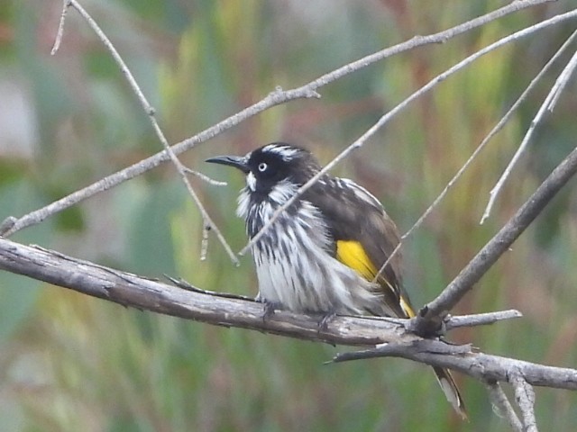 New Holland Honeyeater - ML638218200