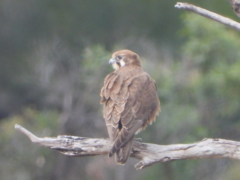 Brown Falcon - ML638218215