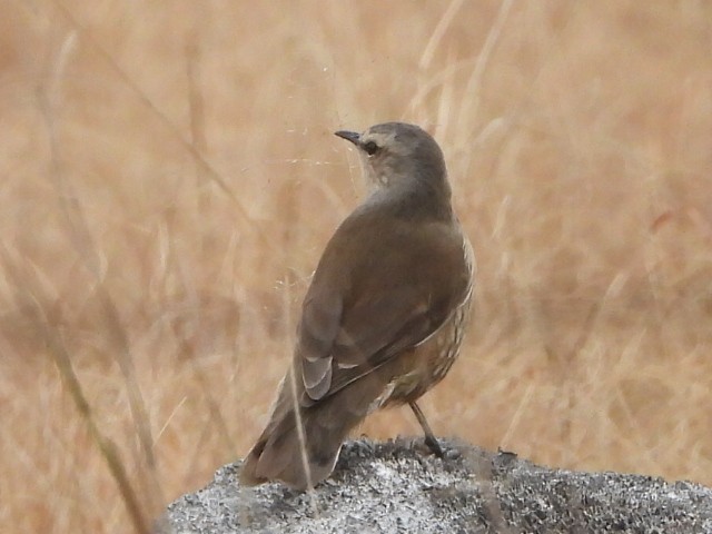 Brown Treecreeper - ML638218220