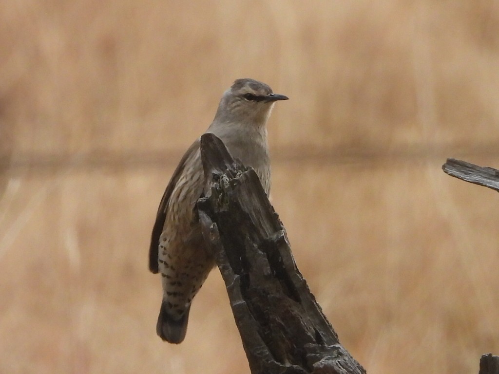 Brown Treecreeper - ML638218221