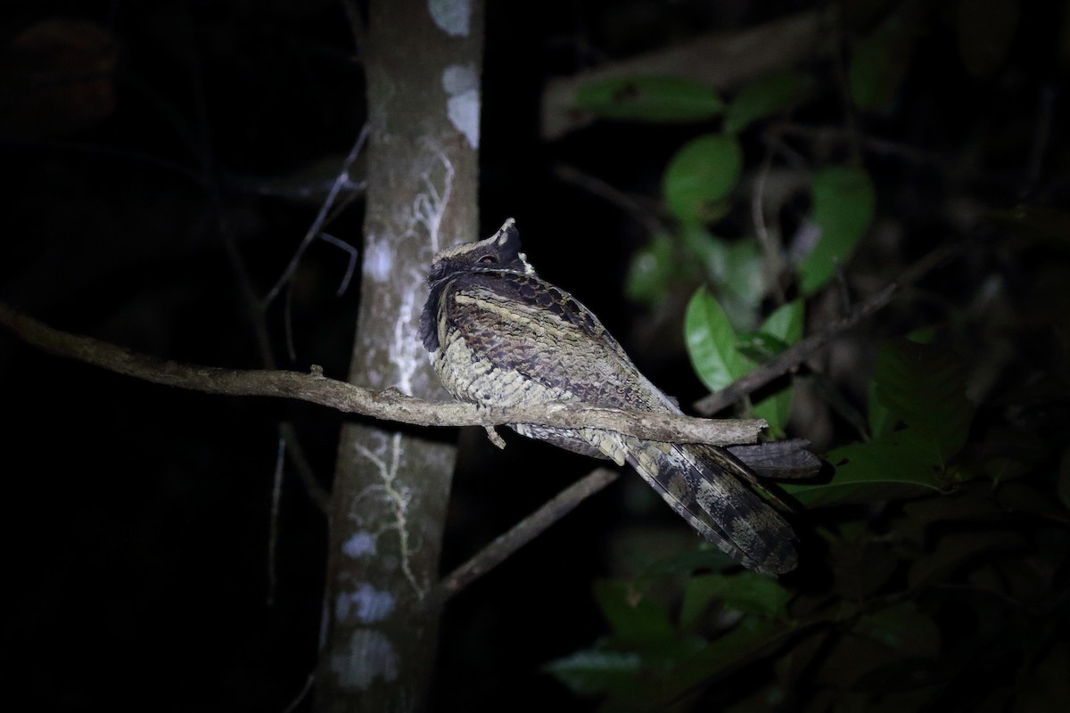 Great Eared-Nightjar - ML638218227