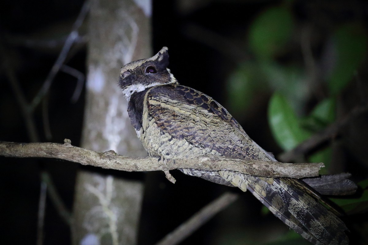 Great Eared-Nightjar - ML638218228