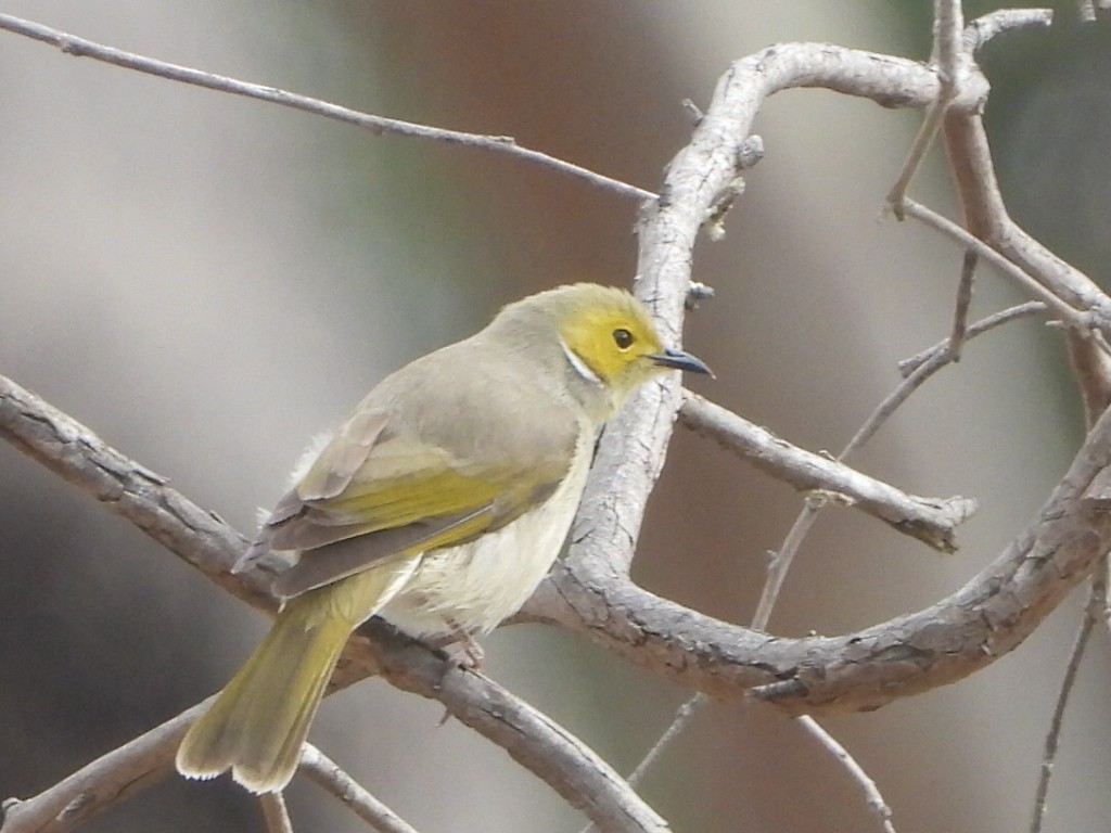 White-plumed Honeyeater - ML638218236