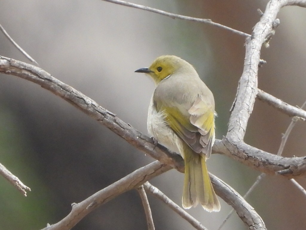 White-plumed Honeyeater - ML638218237