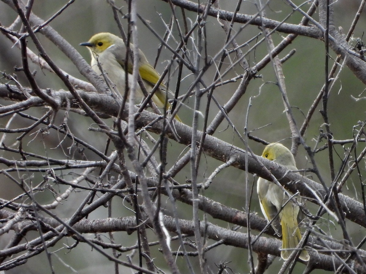 White-plumed Honeyeater - ML638218239