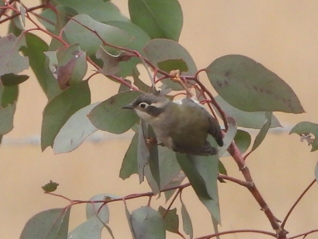 Brown-headed Honeyeater - ML638218247