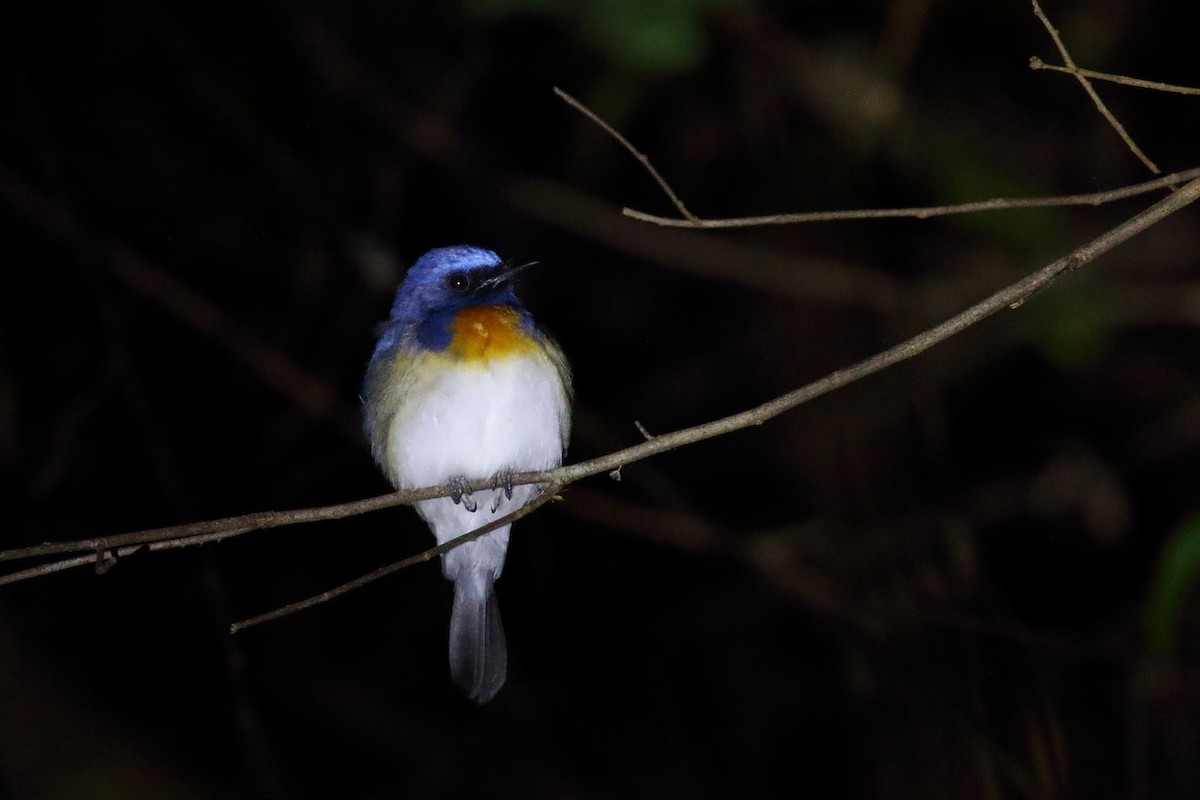 Blue-throated Flycatcher - ML638218250