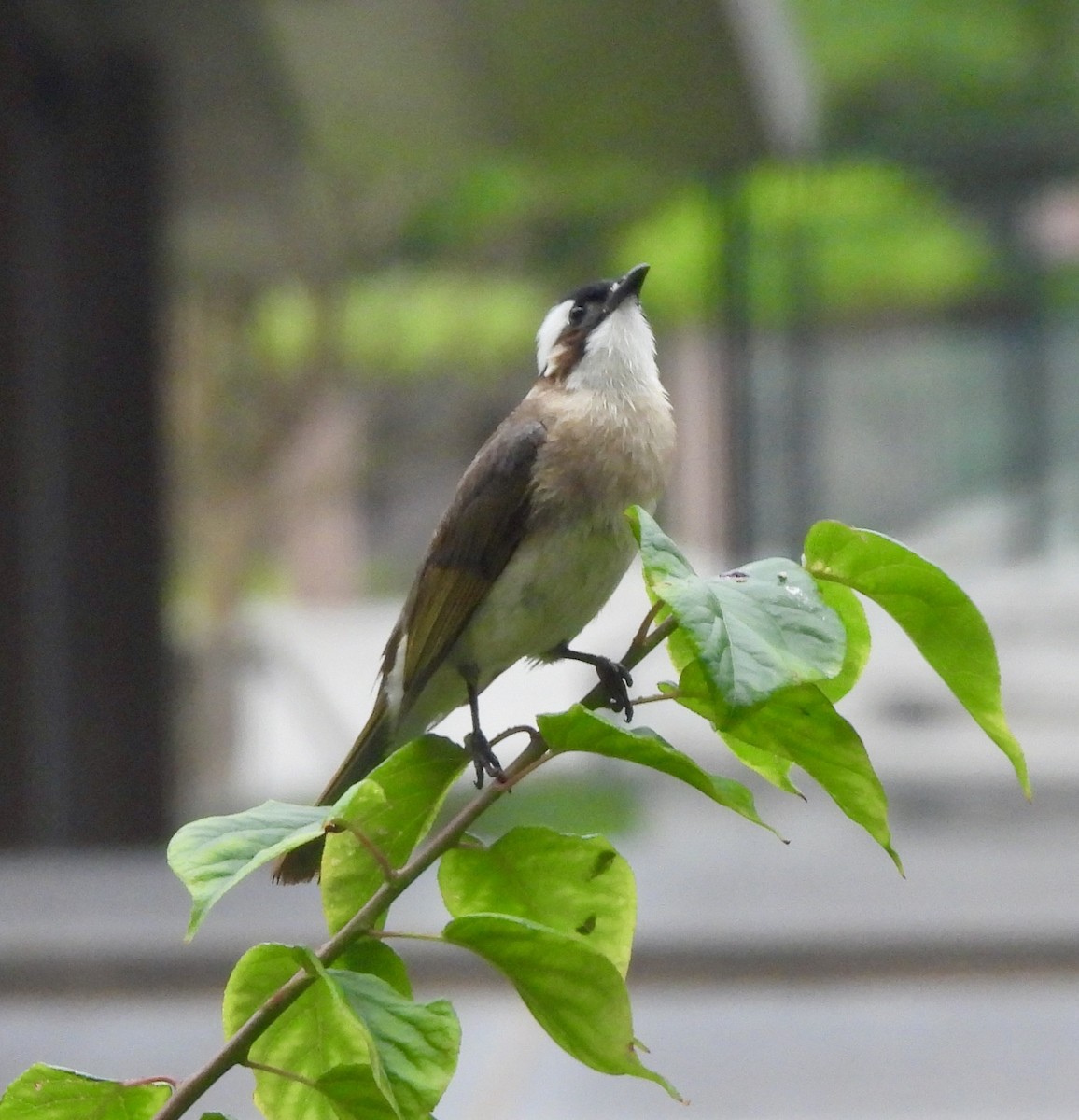 Light-vented Bulbul - ML638218252