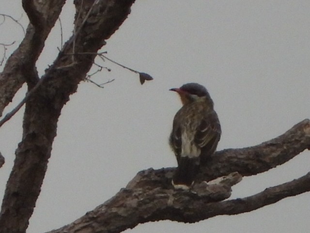Spiny-cheeked Honeyeater - ML638218269