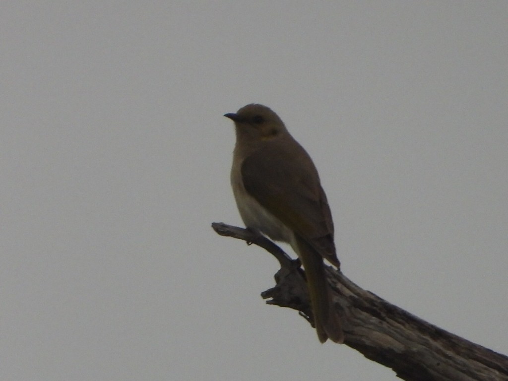 Fuscous Honeyeater - ML638218274