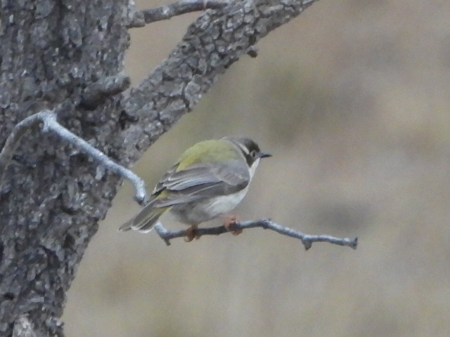 Brown-headed Honeyeater - ML638218276