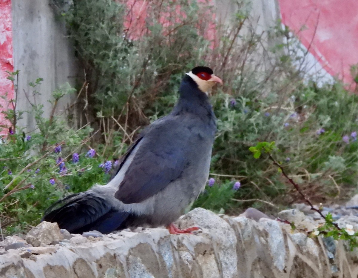 Tibetan Eared-Pheasant - ML638218292